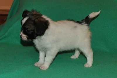 Papillon