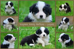 Border kolie s PP - pejsci