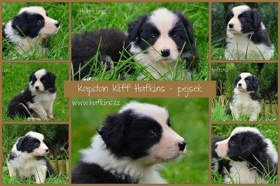 Border kolie s PP - pejsci