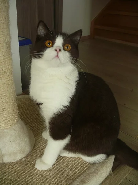 Britská koťata s PP