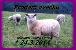 Prodám ovečku