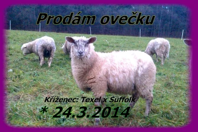 Prodám ovečku