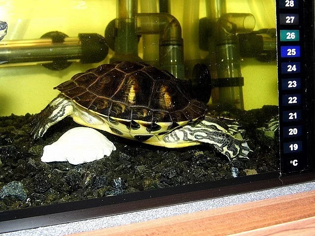 Vodní želva žlutolící