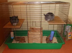 Dvě roztomilé činčilky i s vybavením