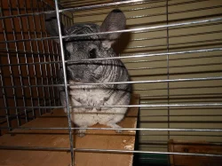 Dvě roztomilé činčilky i s vybavením