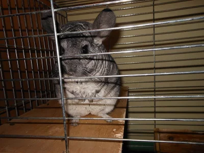 Dvě roztomilé činčilky i s vybavením