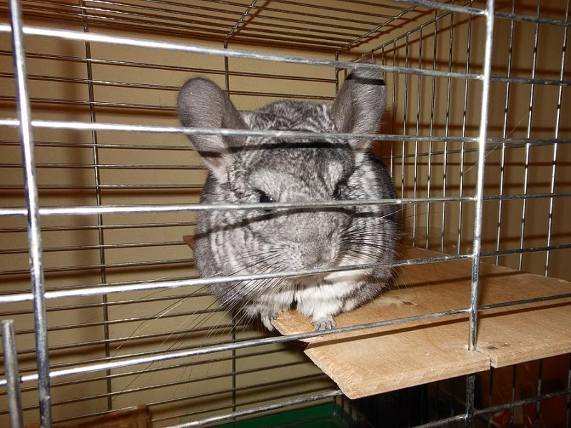 Dvě roztomilé činčilky i s vybavením