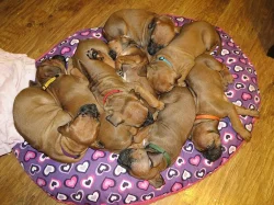 Rhodéský ridgeback - štěňata