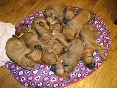 Rhodéský ridgeback - štěňata