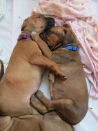 Rhodéský ridgeback - štěňata