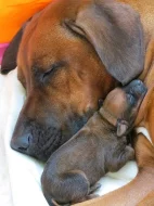 Rhodéský ridgeback - štěňata