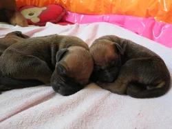 Rhodéský ridgeback - štěňata