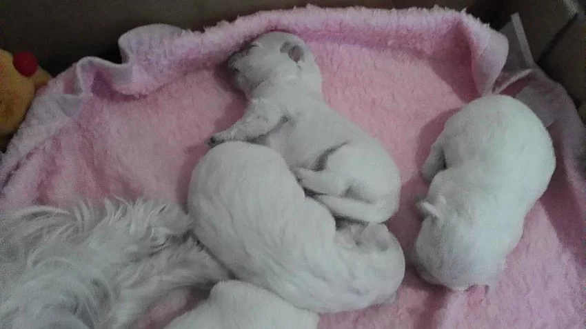 Maltézáček štěňata