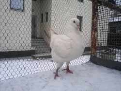 Prodám americké kingy
