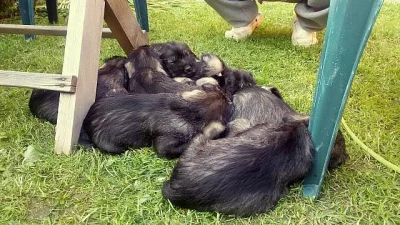 Knírač střední pepř a sůl