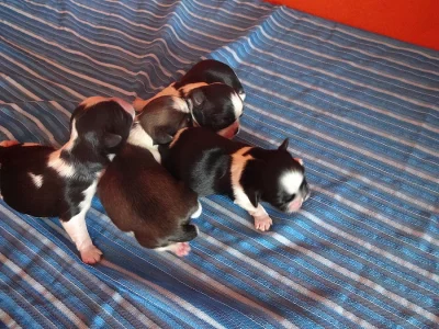 Prodám Shih-tzu
