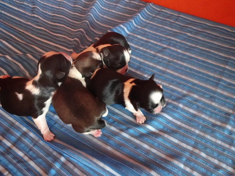 Prodám Shih-tzu