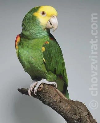 Amazonan žlutohlavý