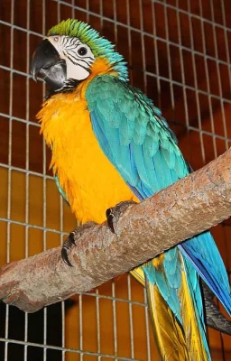 ARA ARARAUNA