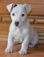 štěňátka jack russell terier