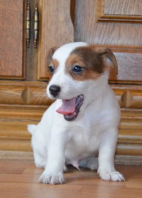 štěňátka jack russell terier