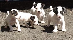 štěňátka jack russell terier