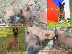 Belgický ovčák malinois s PP
