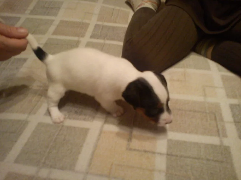štěnata Jack Russel Terier