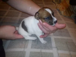 štěnata Jack Russel Terier