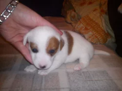 štěnata Jack Russel Terier