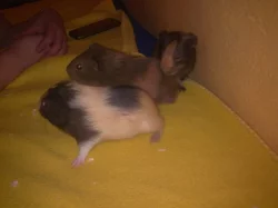 Daruji 3 morčátka
