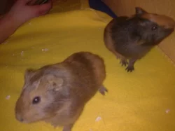 Daruji 3 morčátka