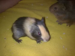 Daruji 3 morčátka