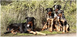 Beauceron- strakatý společník a ochránce s PP