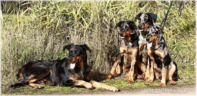 Beauceron- strakatý společník a ochránce s PP