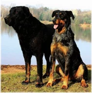 Beauceron- strakatý společník a ochránce s PP