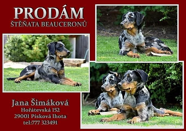 Beauceron- strakatý společník a ochránce s PP