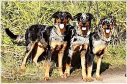 Beauceron- strakatý společník a ochránce s PP