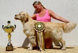 Zlatý retrívr s PP štěňátka