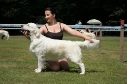 Zlatý retrívr s PP štěňátka