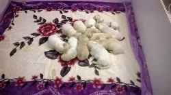 Zlatý retrívr s PP štěňátka