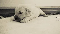 Zlatý retrívr s PP štěňátka