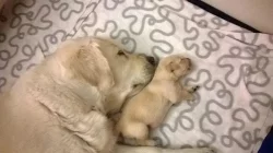 Zlatý retrívr s PP štěňátka