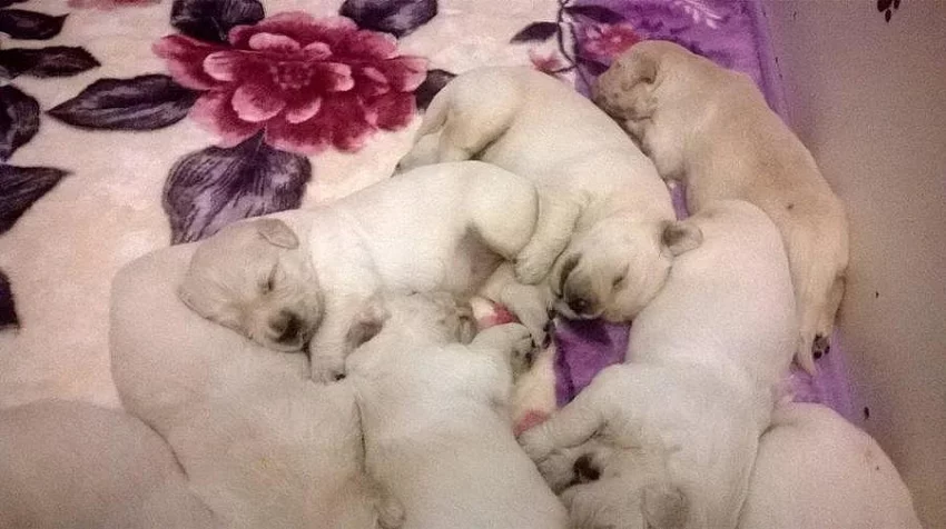 Zlatý retrívr s PP štěňátka