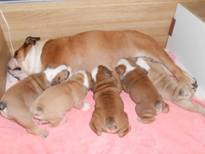 Štěňata Anglický Bulldog - prodej