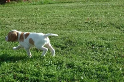 Štěňátka angl. pointer