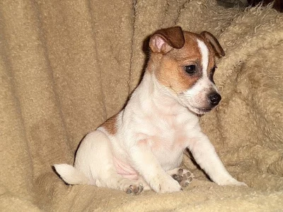Jack Russell terier štěňata