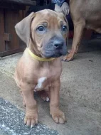 Štěňata Rhodéského ridgebacka
