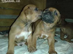 Štěňata Rhodéského ridgebacka
