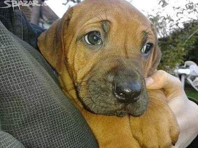 Štěňata Rhodéského ridgebacka